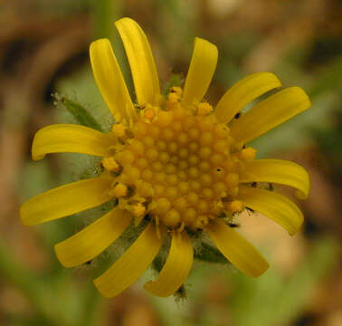 Image of sticky groundsel