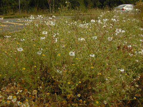 Image of sticky groundsel