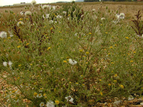 Image of sticky groundsel