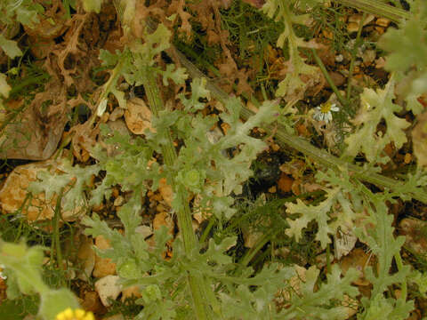 Image of sticky groundsel