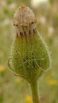 Image of sticky groundsel