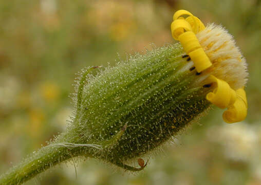 Image of sticky groundsel