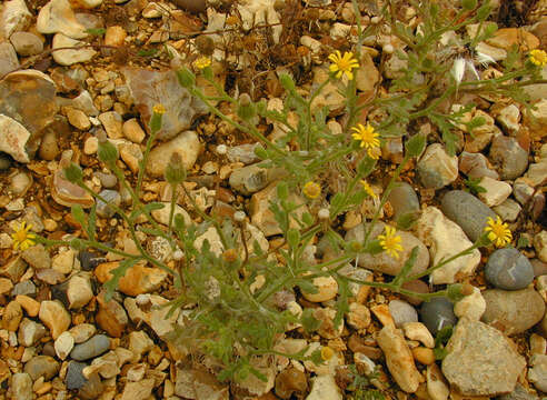 Image of sticky groundsel