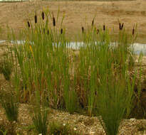 Image of broadleaf cattail