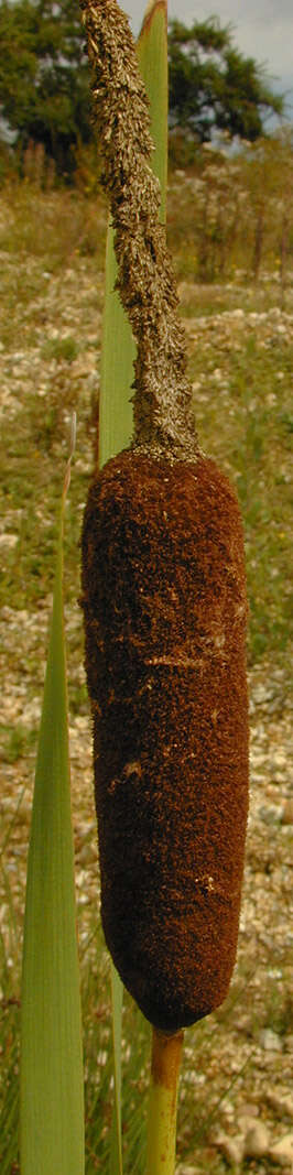 Image de Massette à Larges Feuilles