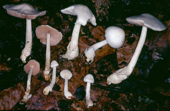 Imagem de Volvariella reidii Heinem. 1978