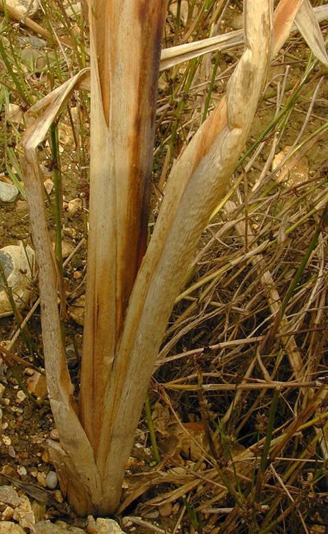 Image of broadleaf cattail