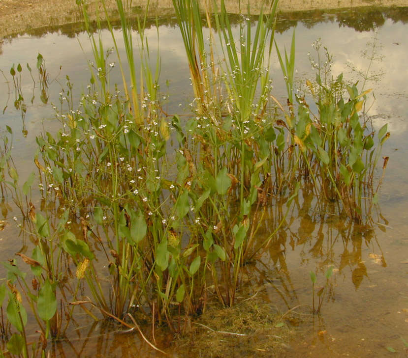 Image of Common Water-plantain