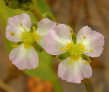 Image of Common Water-plantain