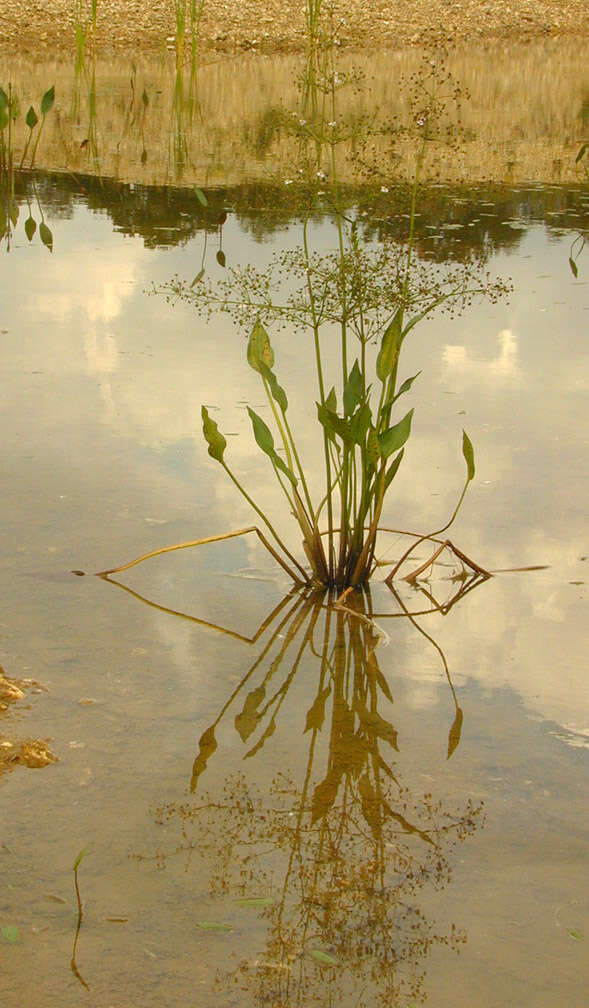 Image of Common Water-plantain