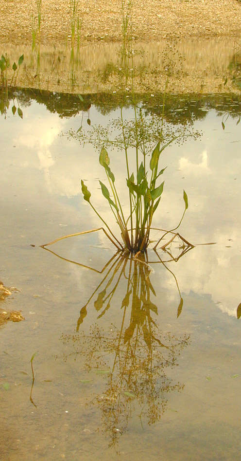 Image of Common Water-plantain