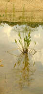 Image of Common Water-plantain