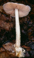 Image of Volvariella reidii Heinem. 1978