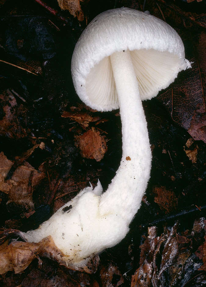 Image of Volvariella reidii Heinem. 1978