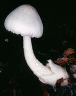 Image of Volvariella reidii Heinem. 1978