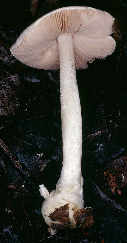 Image of Volvariella reidii Heinem. 1978