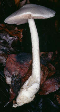 Image of Volvariella reidii Heinem. 1978