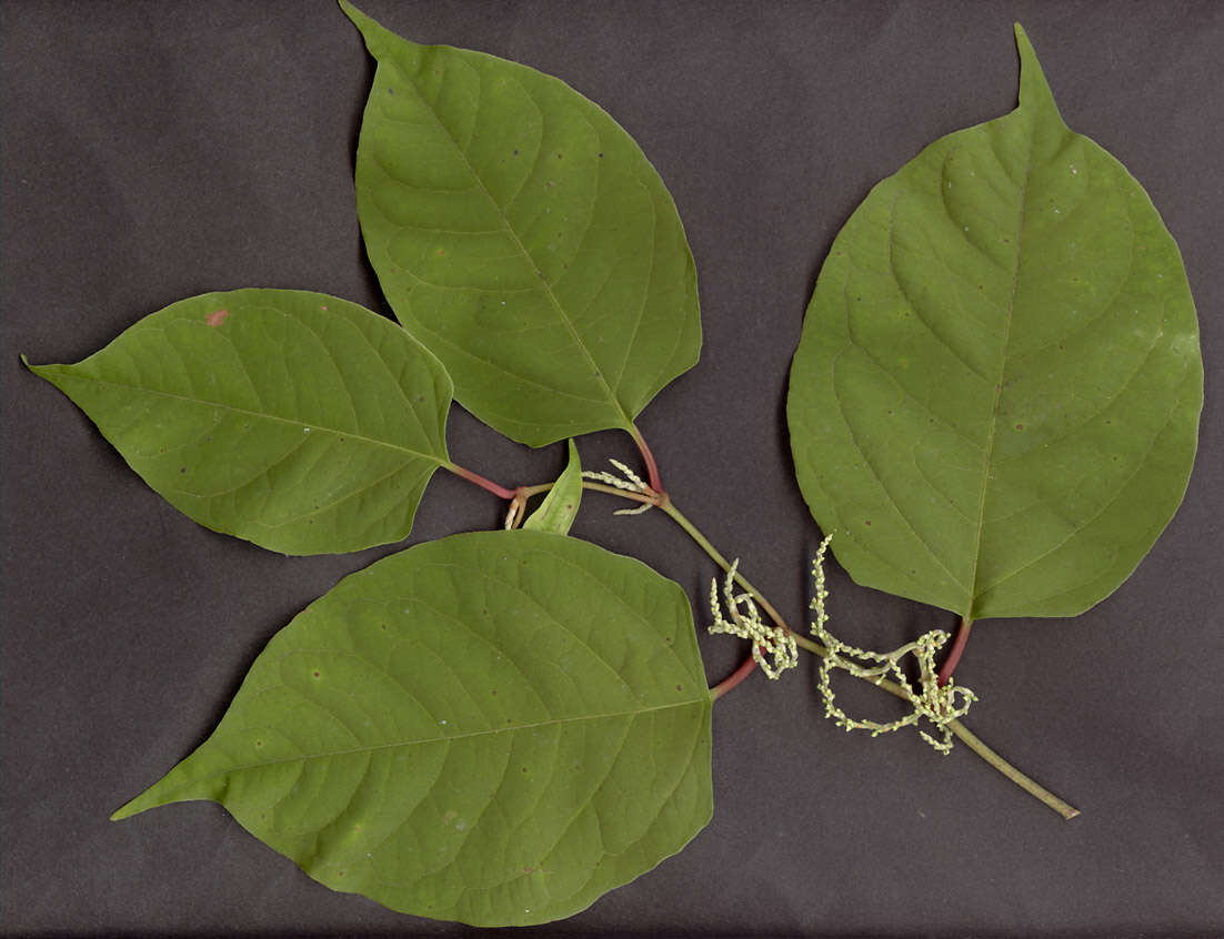 Plancia ëd Reynoutria japonica Houtt.