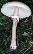 Macrolepiota mastoidea (Fr.) Singer 1951 resmi