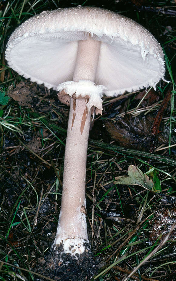 Macrolepiota mastoidea (Fr.) Singer 1951 resmi