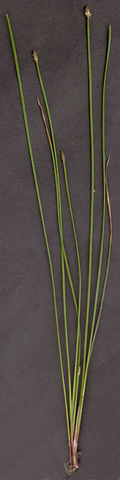 Image of Eleocharis palustris subsp. waltersii