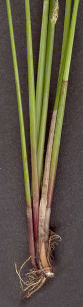 Image of Eleocharis palustris subsp. waltersii