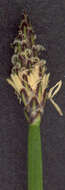 Image of Eleocharis palustris subsp. waltersii