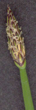 Image of Eleocharis palustris subsp. waltersii