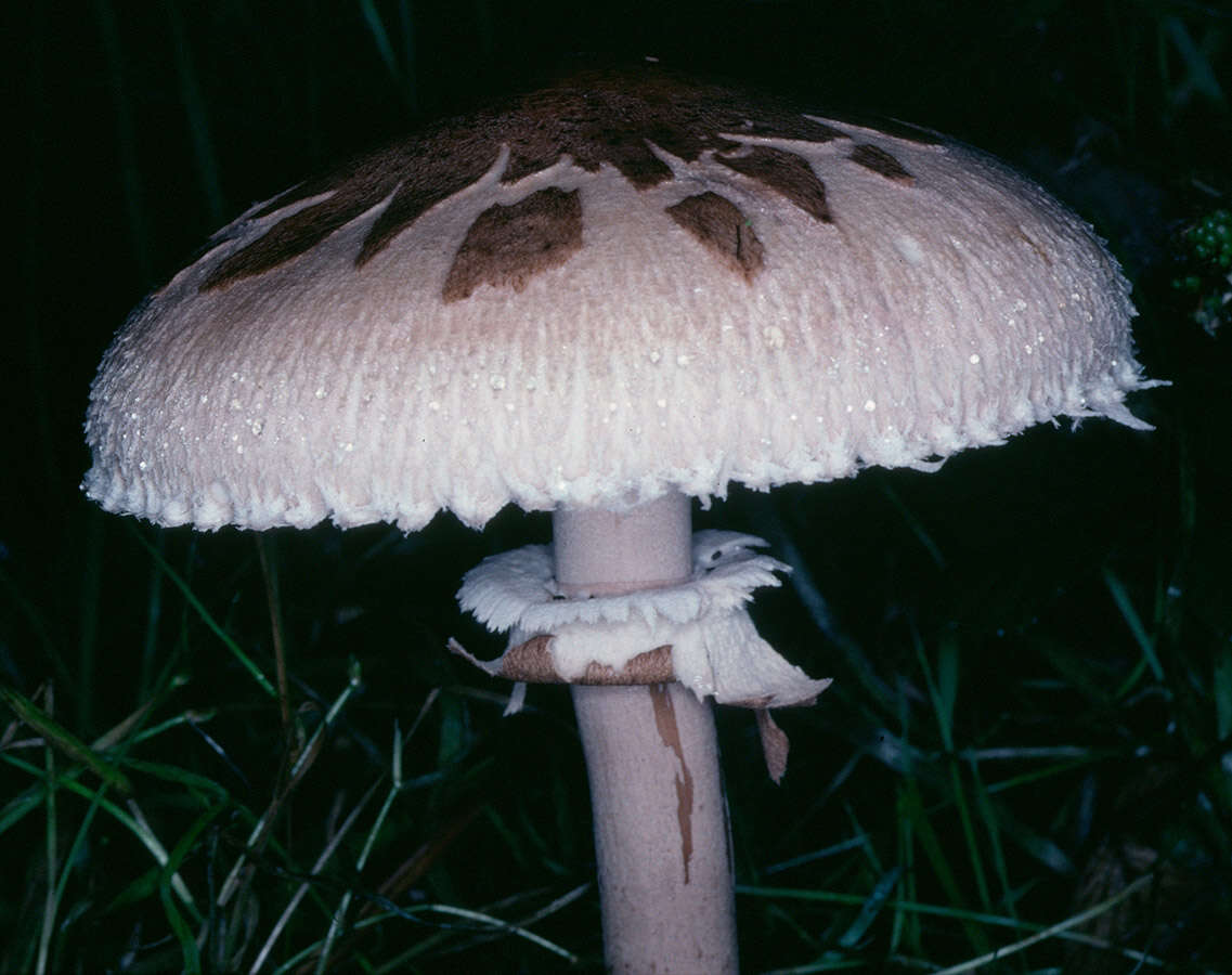 Macrolepiota mastoidea (Fr.) Singer 1951 resmi