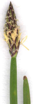 Image of Eleocharis palustris subsp. waltersii