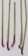 Image of Eleocharis palustris subsp. waltersii