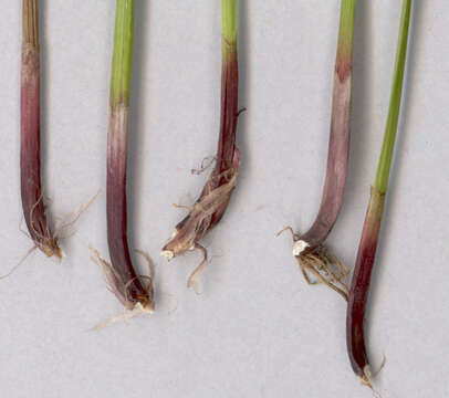 Image of Eleocharis palustris subsp. waltersii