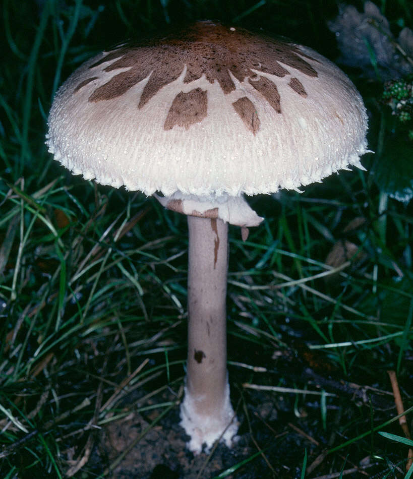 Macrolepiota mastoidea (Fr.) Singer 1951 resmi