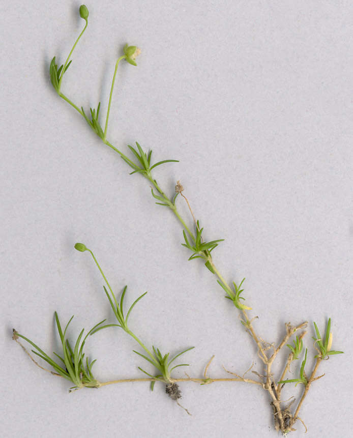 Image of birdeye pearlwort