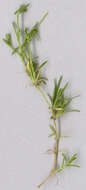 Image of birdeye pearlwort