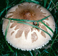 Macrolepiota mastoidea (Fr.) Singer 1951 resmi