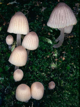 Image of Coprinellus disseminatus (Pers.) J. E. Lange 1938