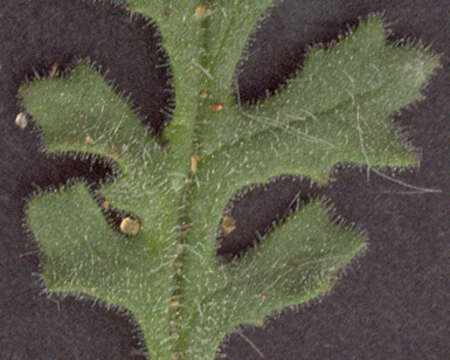 Image of sticky groundsel