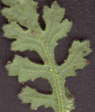 Image of sticky groundsel