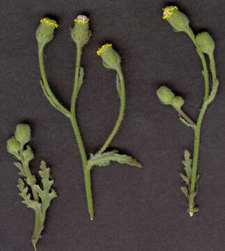 Image of sticky groundsel