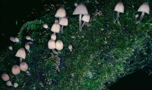 Image of Coprinellus disseminatus (Pers.) J. E. Lange 1938