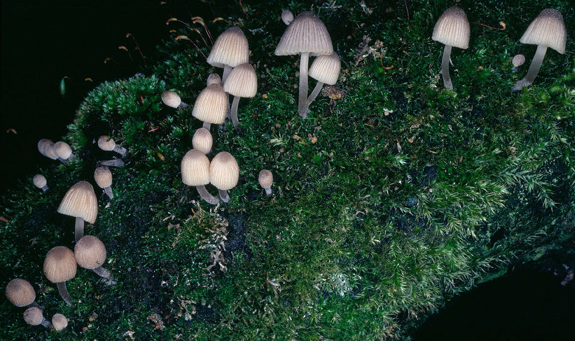 Image of Trooping Inkcaps