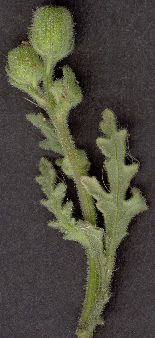 Image of sticky groundsel