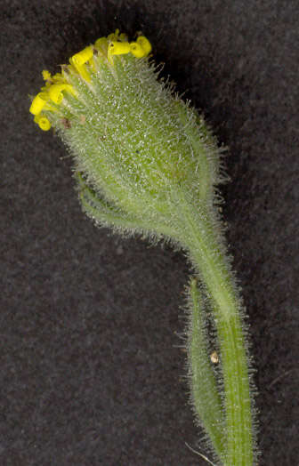 Image of sticky groundsel