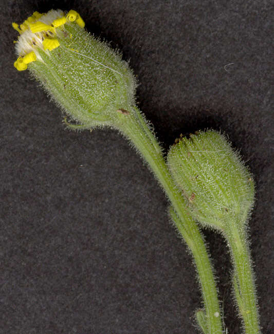 Image of sticky groundsel