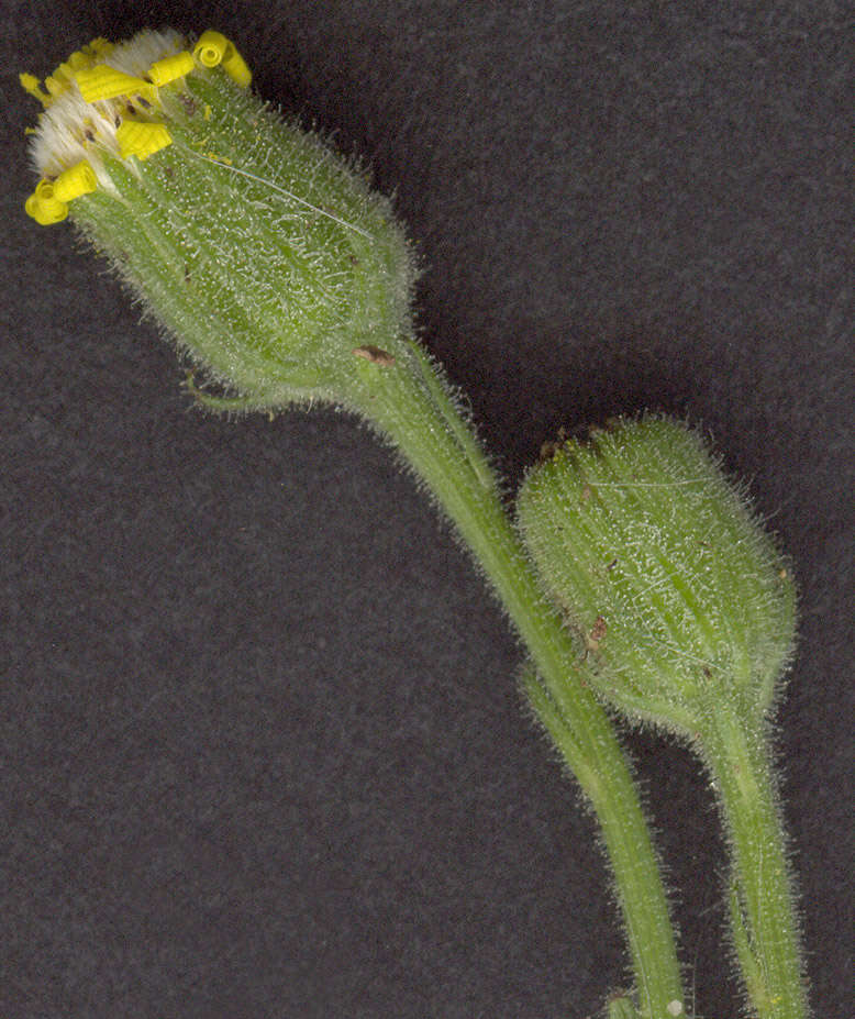 Image of sticky groundsel