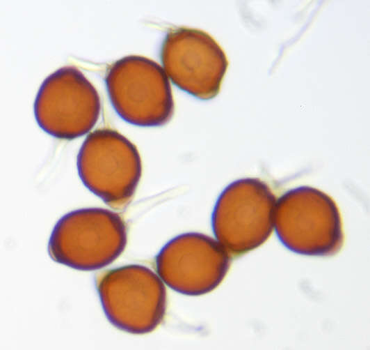 Image of Uromyces appendiculatus (Pers.) Link 1816