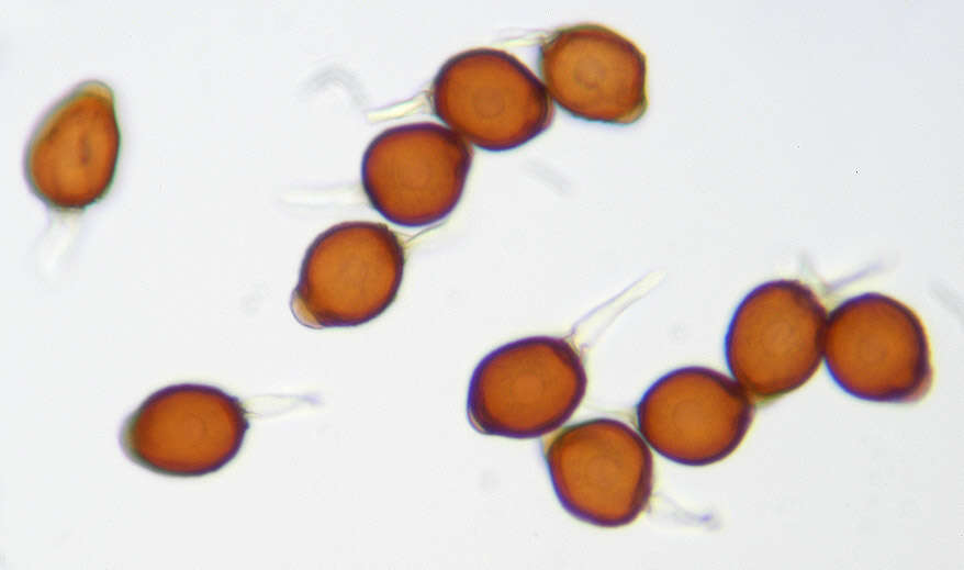 Image of Uromyces appendiculatus (Pers.) Link 1816