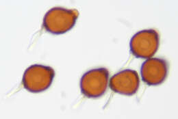 Image of Uromyces appendiculatus (Pers.) Link 1816