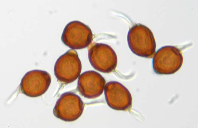 Image of Uromyces appendiculatus (Pers.) Link 1816